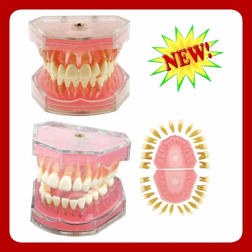 Removable Teeth Dental Model Typodont Study Demonstration Anatomical Jaw New